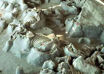 Ashfall rhino herd